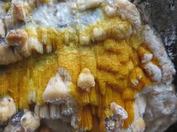 Attēlu rezultāti vaicājumam “Skeletocutis odora”