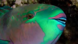 Image result for Scarus ferrugineus