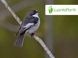 Attēlu rezultāti vaicājumam “Ficedula hypoleuca male”