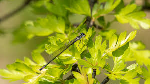 Attēlu rezultāti vaicājumam “Coenagrion pulchellum”