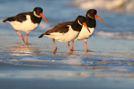 Attēlu rezultāti vaicājumam “Haematopus ostralegus”