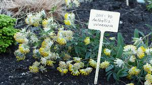 Image result for Anthyllis vulneraria