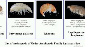 Attēlu rezultāti vaicājumam “Amphipoda”