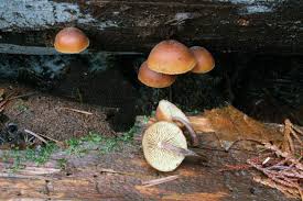 Attēlu rezultāti vaicājumam “Gymnopilus picreus”