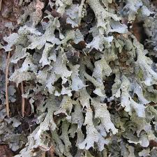 Attēlu rezultāti vaicājumam “Parmelia serrana”