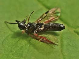 Attēlu rezultāti vaicājumam “Allantus cinctus”