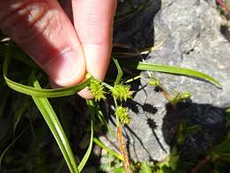 Attēlu rezultāti vaicājumam “Carex viridula flower”