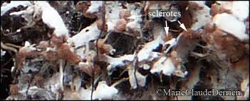 Attēlu rezultāti vaicājumam “Athelia arachnoidea”