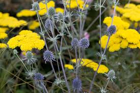 Attēlu rezultāti vaicājumam “Eryngium planum flower”