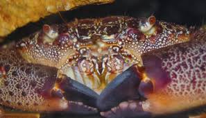 Image result for Eriphia verrucosa