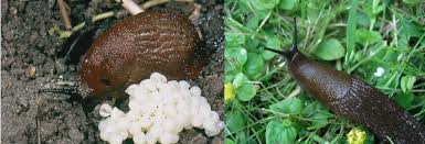 Attēlu rezultāti vaicājumam “Arion lusitanicus adult”