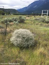 Attēlu rezultāti vaicājumam “Gypsophila fastigiata bud”