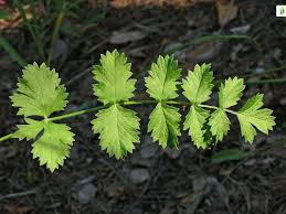 Attēlu rezultāti vaicājumam “Pimpinella saxifraga leaf”