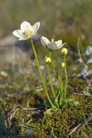 Attēlu rezultāti vaicājumam “Parnassia palustris”