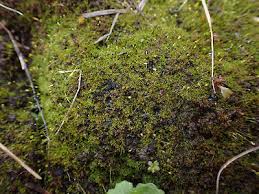 Attēlu rezultāti vaicājumam “Gymnostomum calcareum macro”