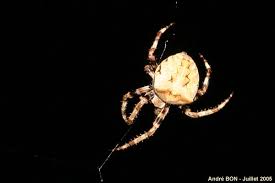 Attēlu rezultāti vaicājumam “Araneus angulatus”