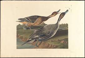 Attēlu rezultāti vaicājumam “Anas acuta”