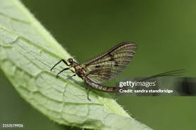 Attēlu rezultāti vaicājumam “Ephemera vulgata”