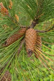 Attēlu rezultāti vaicājumam “Pinus sylvestris male flower”