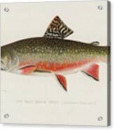 Image result for Salvelinus fontinalis