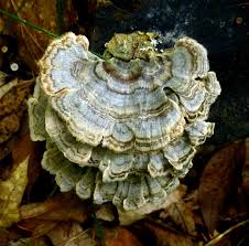 Attēlu rezultāti vaicājumam “Badhamia utricularis stalked”