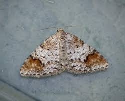 Attēlu rezultāti vaicājumam “Venusia blomeri”