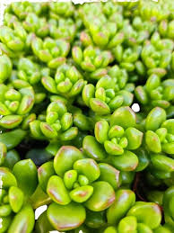 Attēlu rezultāti vaicājumam “Sedum aizoon fruit”