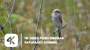 Attēlu rezultāti vaicājumam “Lanius collurio juvenile”