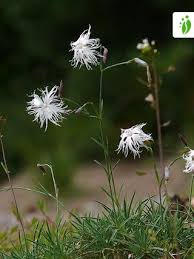 Attēlu rezultāti vaicājumam “Dianthus arenarius bud”