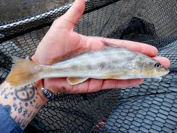 Image result for Menticirrhus americanus