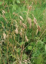 Attēlu rezultāti vaicājumam “Bromus secalinus”