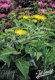 Attēlu rezultāti vaicājumam “Inula helenium leaf”