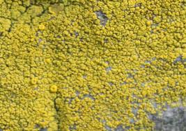 Attēlu rezultāti vaicājumam “Candelariella sp.”