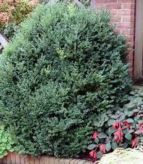 Attēlu rezultāti vaicājumam “Buxus sempervirens”