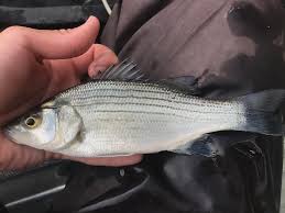 Image result for Morone chrysops