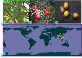 Attēlu rezultāti vaicājumam “Taxus wallichiana”