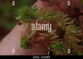 Attēlu rezultāti vaicājumam “Sphagnum quinquefarium”