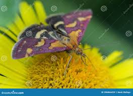 Attēlu rezultāti vaicājumam “Pyrausta purpuralis”