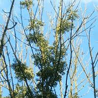 Attēlu rezultāti vaicājumam “Hymenoscyphus fraxineus”