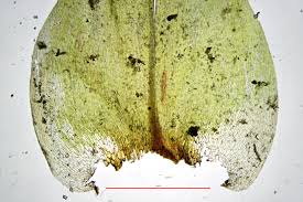 Attēlu rezultāti vaicājumam “Climacium dendroides sporophyte”