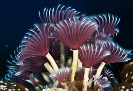 Attēlu rezultāti vaicājumam “Annelides”