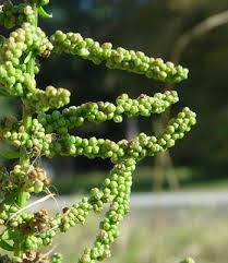 Attēlu rezultāti vaicājumam “Chenopodium acerifolium flower”