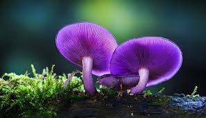 Attēlu rezultāti vaicājumam “Laccaria amethystina”
