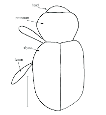 Attēlu rezultāti vaicājumam “Protapion sp.”