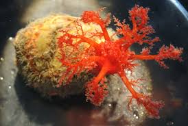 Attēlu rezultāti vaicājumam “Claustria didermoides”