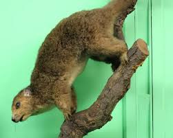 Attēlu rezultāti vaicājumam “Diderma rufostriatum sessile”