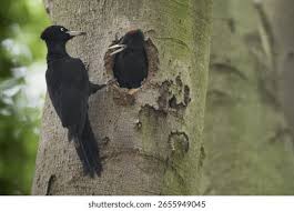 Attēlu rezultāti vaicājumam “Dryocopus martius adult”