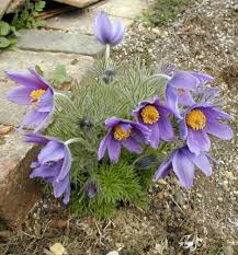 Attēlu rezultāti vaicājumam “Pulsatilla vulgaris”