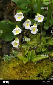 Attēlu rezultāti vaicājumam “Pinguicula alpina”