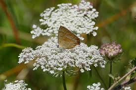 Attēlu rezultāti vaicājumam “Thecla betulae male”